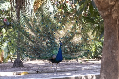 Peacock Liberia 2024